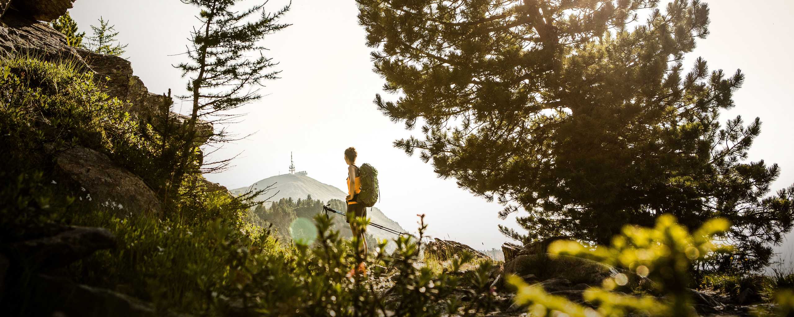 Arolla Pine Trail